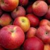 Big Apple Gets First Public Orchard